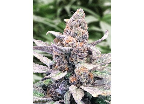 High Speed Buds - Wedding Crasher Auto (25)