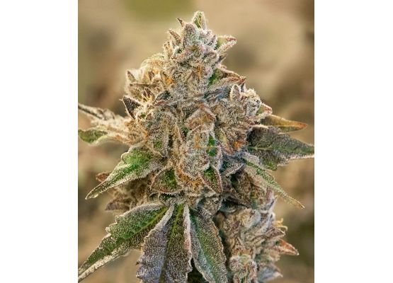 High Speed Buds - Do Si Face Auto (1)