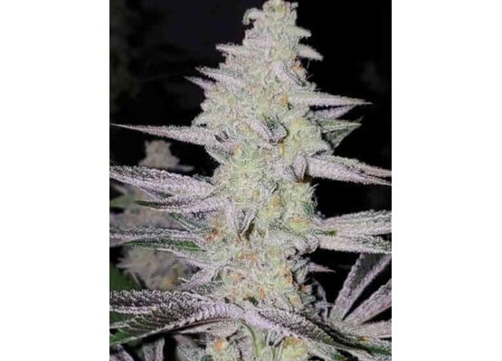 In House Genetics Frozen Grapes (3)