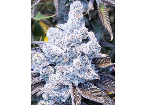 In House Genetics Slurricane #7 S1 (3)