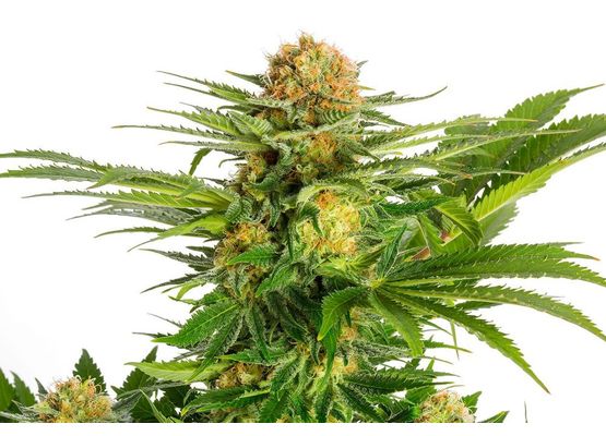 Kannabia White Domina (10)