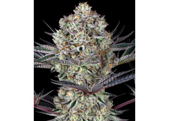 Barney’s Farm Dos Si Dos 33 (10)