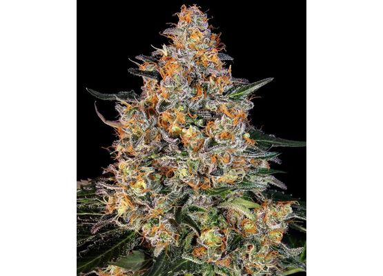 Barney’s Farm Bubba Kush (10)