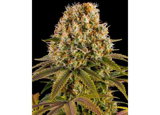 Barney’s Farm Strawberry Lemonade (10)