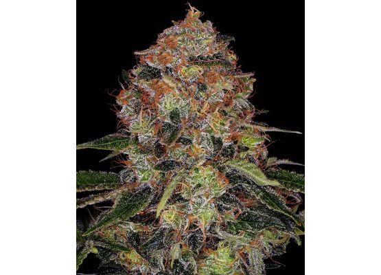 Barney’s Farm Shiskaberry (10)