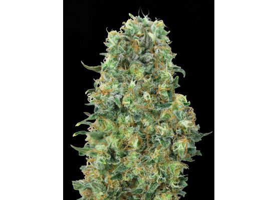 Advanced Seeds Critical Mass (1)