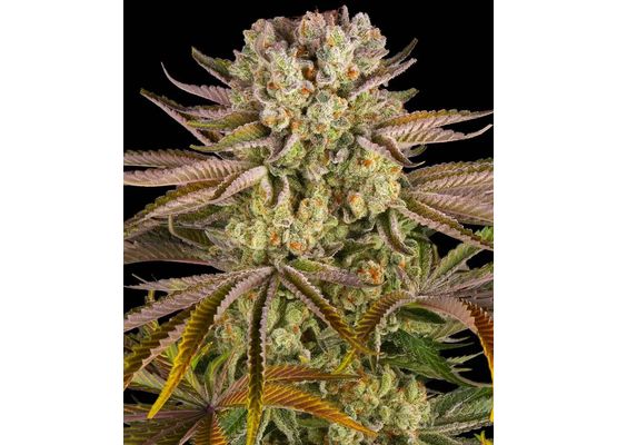 Barney’s Farm -  Pineapple Express (1)