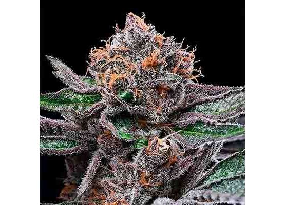 Cookies - Candy Candy (3)