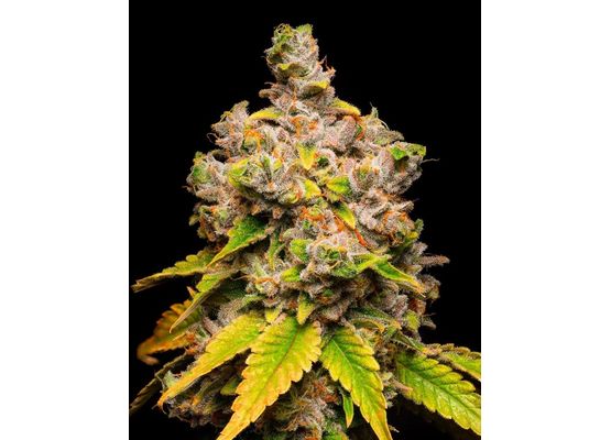 Cookies - Lemon Cherry Sherb (3)