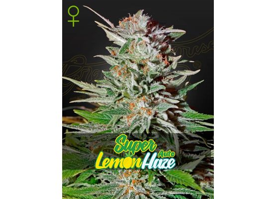 Green House Seeds - Super Lemon Haze Auto (1)