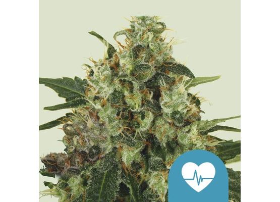 Royal Queen Seeds - Medical Mass CBD (10)