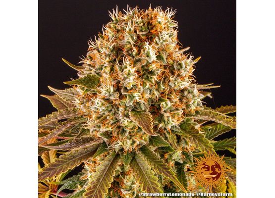 Barney’s Farm - Strawberry Lemonade (1)