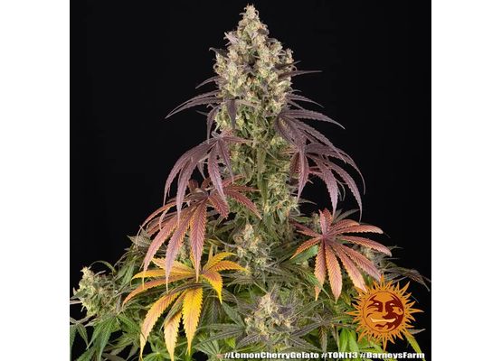 Barney’s Farm - Lemon Cherry Gelato (1)