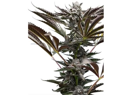 Steckling - Baby Jokerz (Compound Genetics)