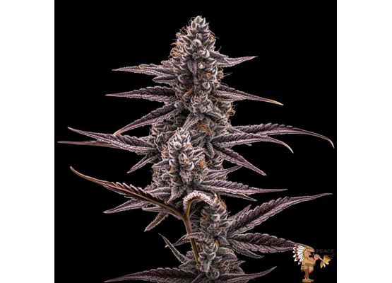 Steckling - Super Buff Cherry #26 GMLS Cut