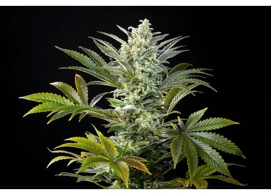 Kannabia Clementine Slush (3)