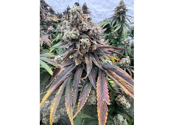 Steckling - Animal Tsunami (Jungle Boys Cut)