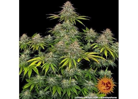 Barneys Farm - Critical Kush (1)