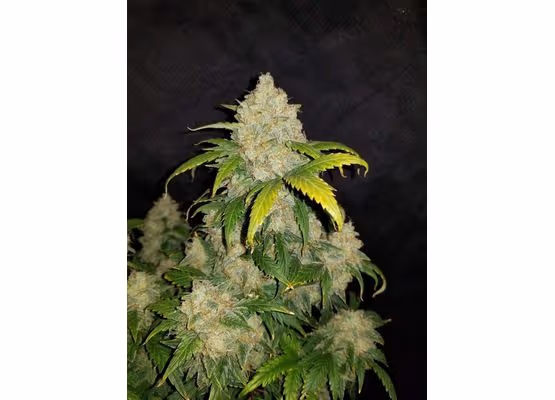 420FastBuds Zkittlez Auto (100)