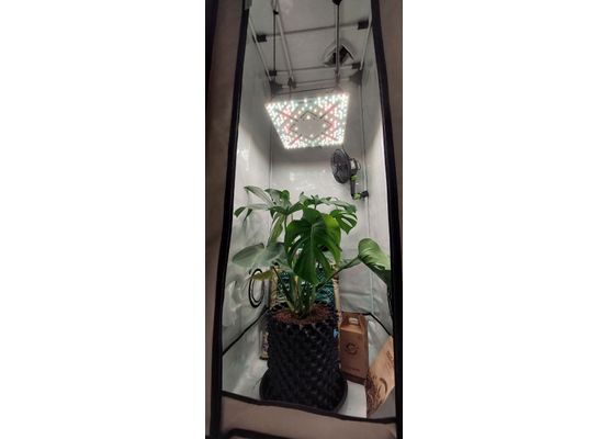 Homebox Q60+  inkl.  100W Flusxshield Bloomstar LED Set