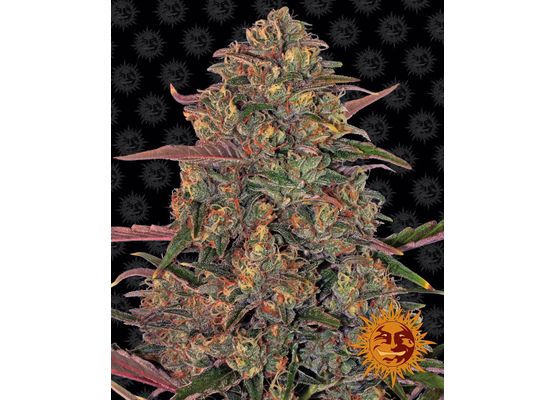 Barney’s Farm Pineapple Chunk (3)