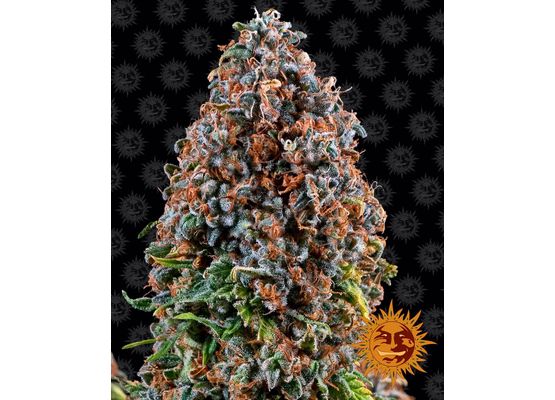 Barney’s Farm Critical Kush (3)