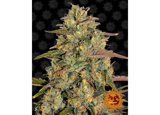 Barney’s Farm Amnesia Lemon (1)
