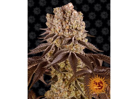 Barney’s Farm Purple Punch (3)