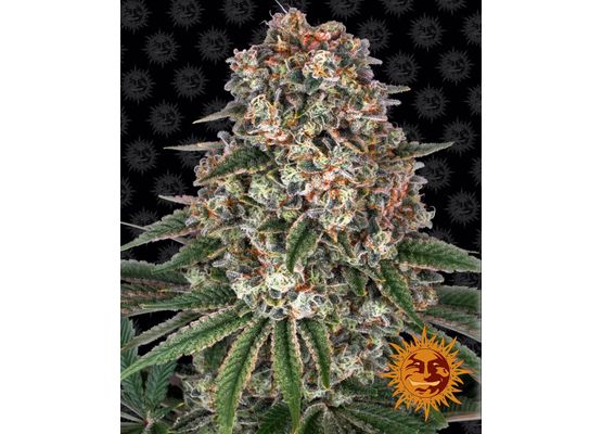 Barney’s Farm Tropicanna Banana (3)
