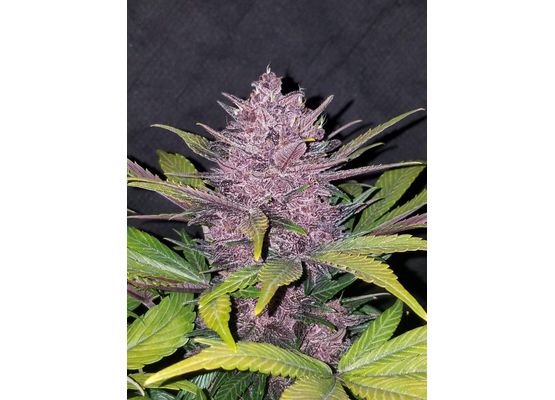 420FastBuds Blackberry Auto (1)