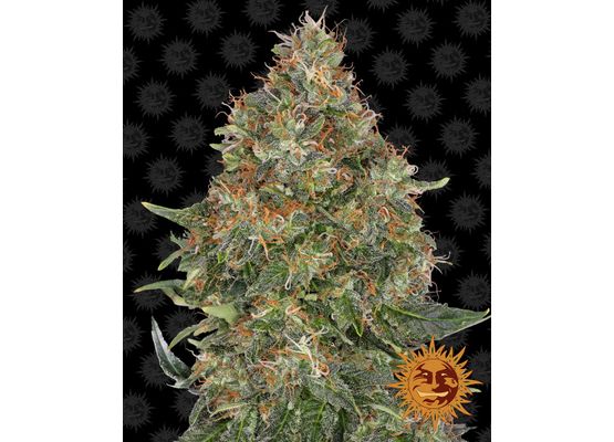 Barney’s Farm Pineapple Express Auto (3)