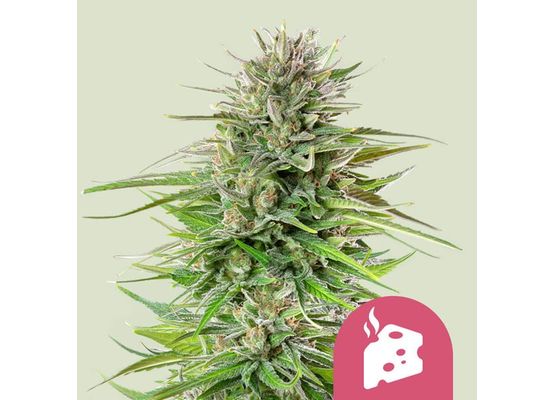 Royal Queen Seeds Blue Cheese (1)