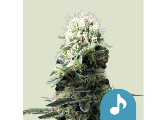 Royal Queen Seeds Dance World CBD (3)