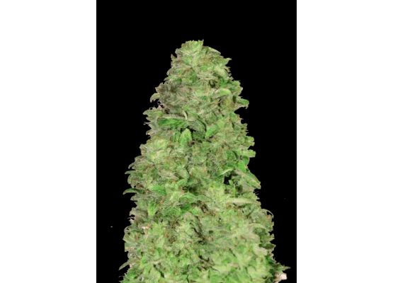 420FastBuds Bulk CBD 20:1 Auto (1)