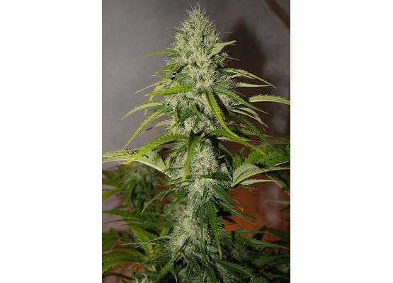 420FastBuds Grapefruit Auto (3)