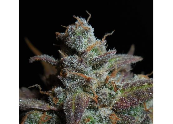 420FastBuds Lemon AK Auto (3)