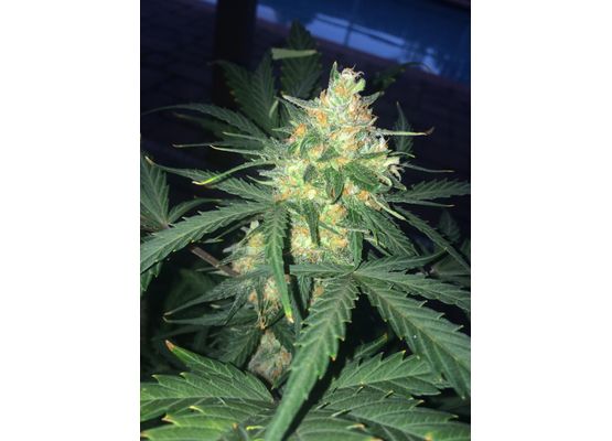 420FastBuds West Coast OG Auto (3)