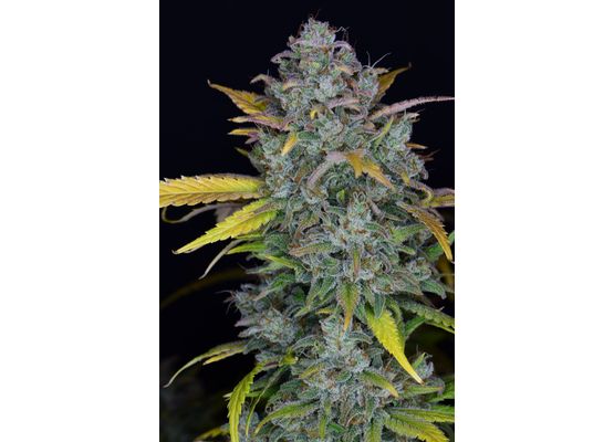 420FastBuds Gelato Auto (1)