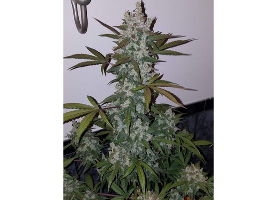 420FastBuds Girl Scout Cookies Auto (3)