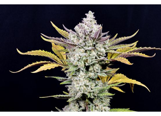 420FastBuds Gorilla Cookies Auto (1)