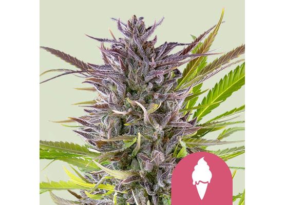 Royal Queen Seeds Green Gelato (1)