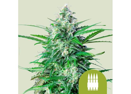 Royal Queen Seeds Royal AK Auto (3)
