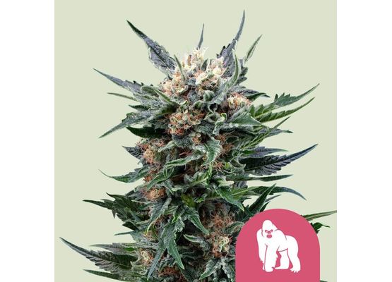 Royal Queen Seeds Royal Gorilla (3)
