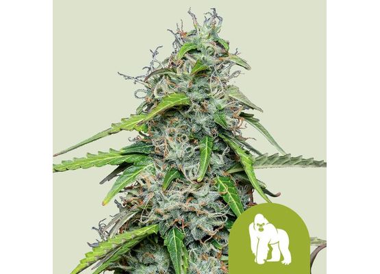 Royal Queen Seeds Royal Gorilla Auto (5)