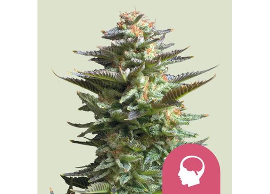 Royal Queen Seeds Amnesia Haze (3)