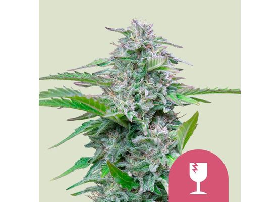 Royal Queen Seeds Critical (3)