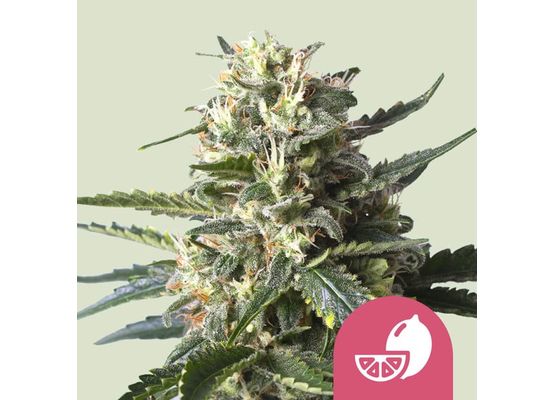 Royal Queen Seeds Lemon Shining Silver Haze (3)