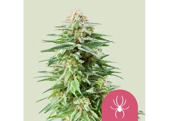 Royal Queen Seeds White Widow (3)