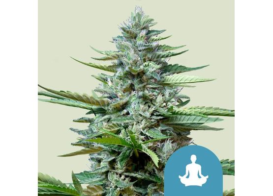 Royal Queen Seeds Stress Killer CBD Auto (1)