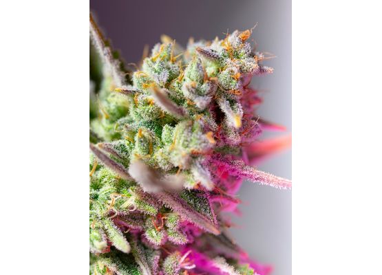 Sweet Seeds Sweet Mimosa XL (3)